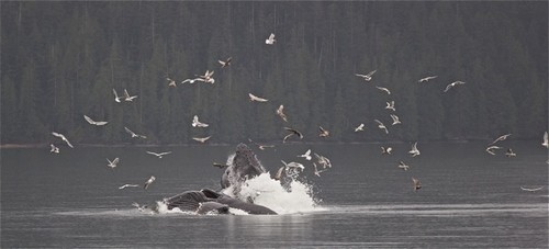 Whale Feeding and bird frenzy © Sprague Theobald